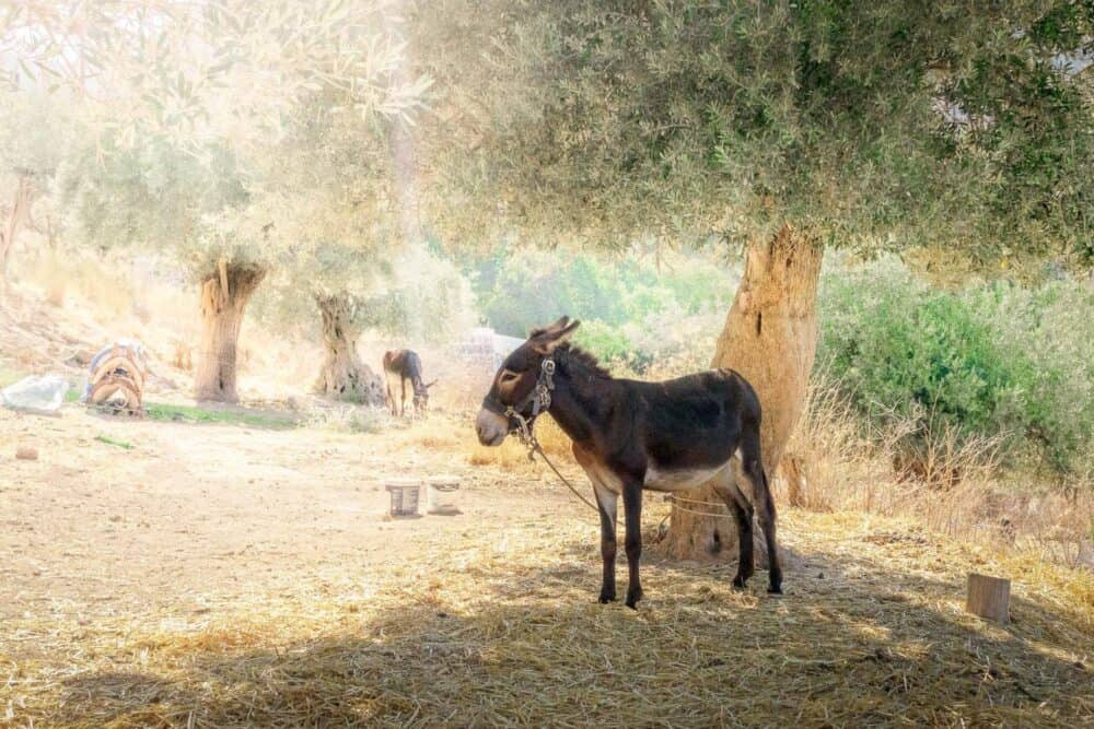 Donkey-under-tree-greece