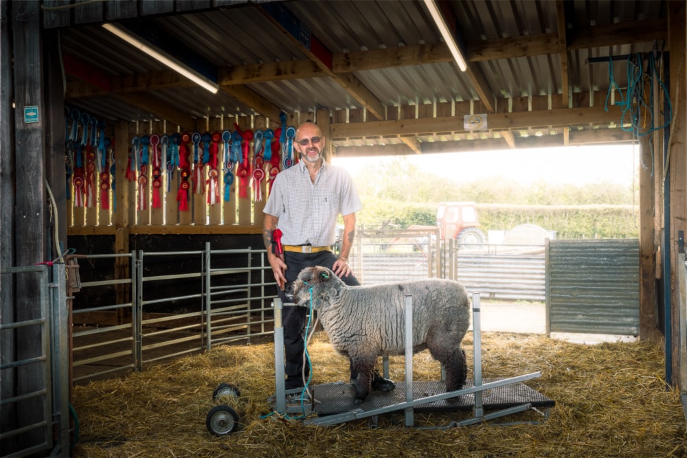 Steve In His Barn With One Of His Ryeland Sheep. Steve Rowe Show Sheep Shearer