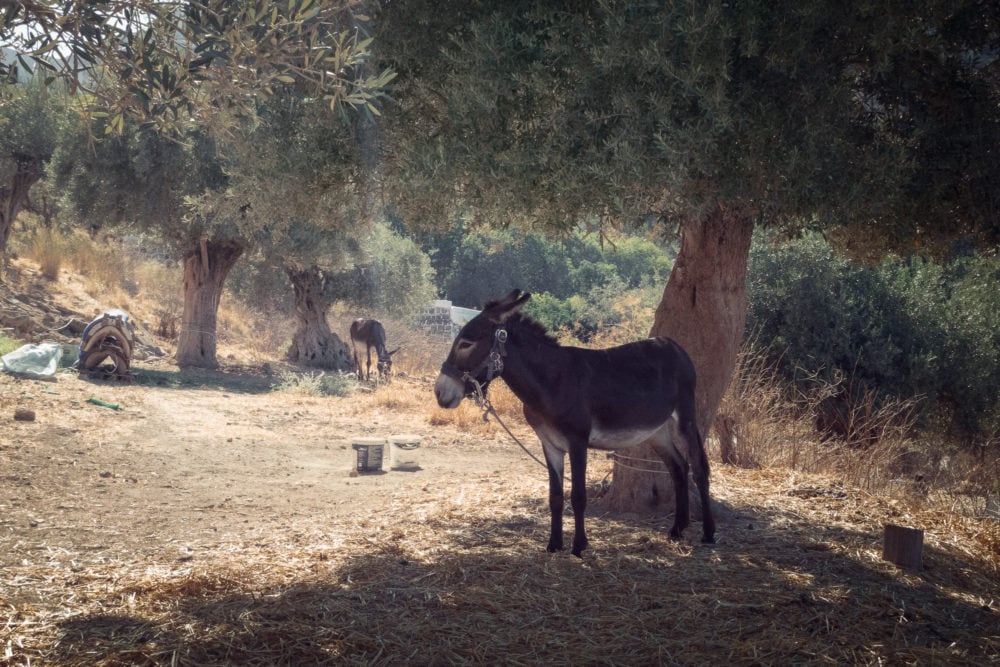 Lyndos-donkey-rhodes-greece-5