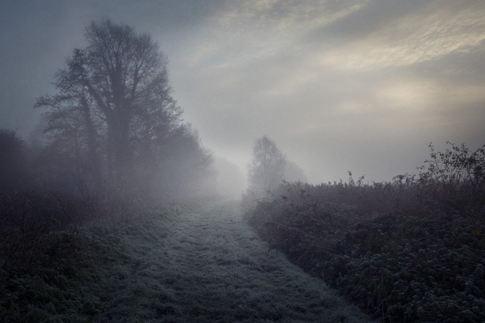 Mist-by-the-marsh-november-mist-down-tree-lined-path-on-the-somerset-levels.