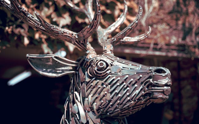 Close Up Of Stag Head